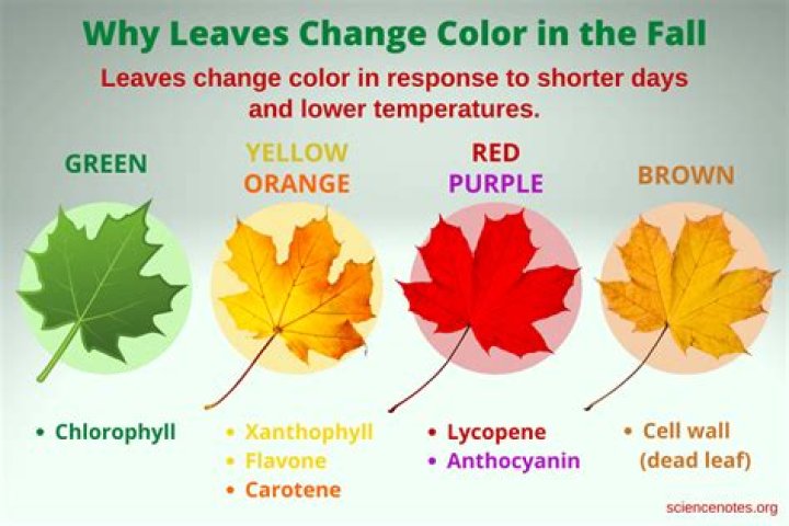 What gives leaves their red color