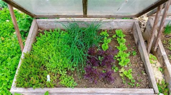 What grows in a cold frame