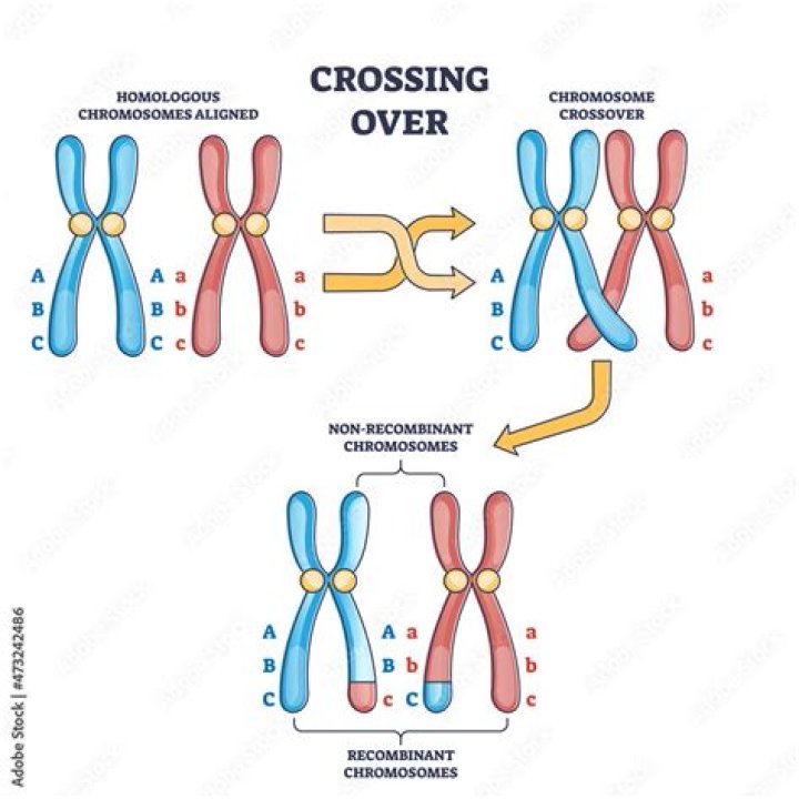 what happens during crossing over