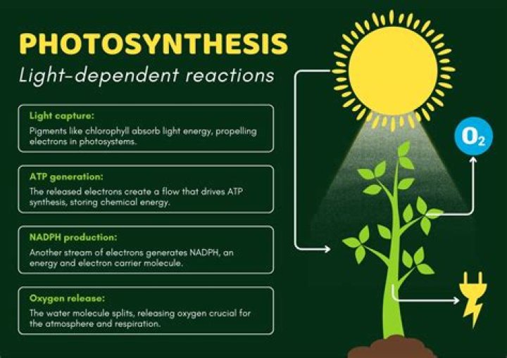 What happens during dark reaction of photosynthesis