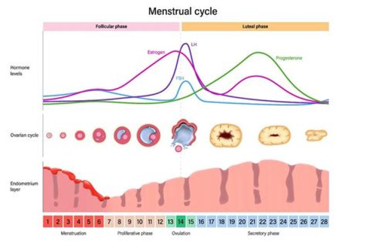 What happens during the 7 days off the pill?