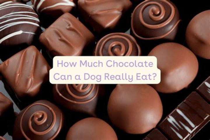 What happens if you eat cooking chocolate