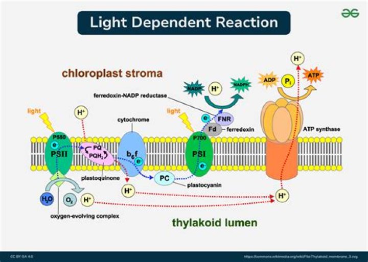 What happens in light dependent reactions