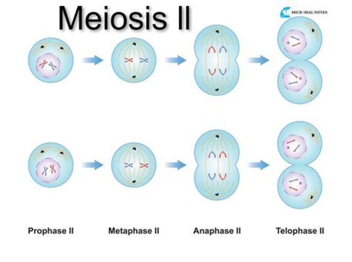 What happens in telophase of meiosis