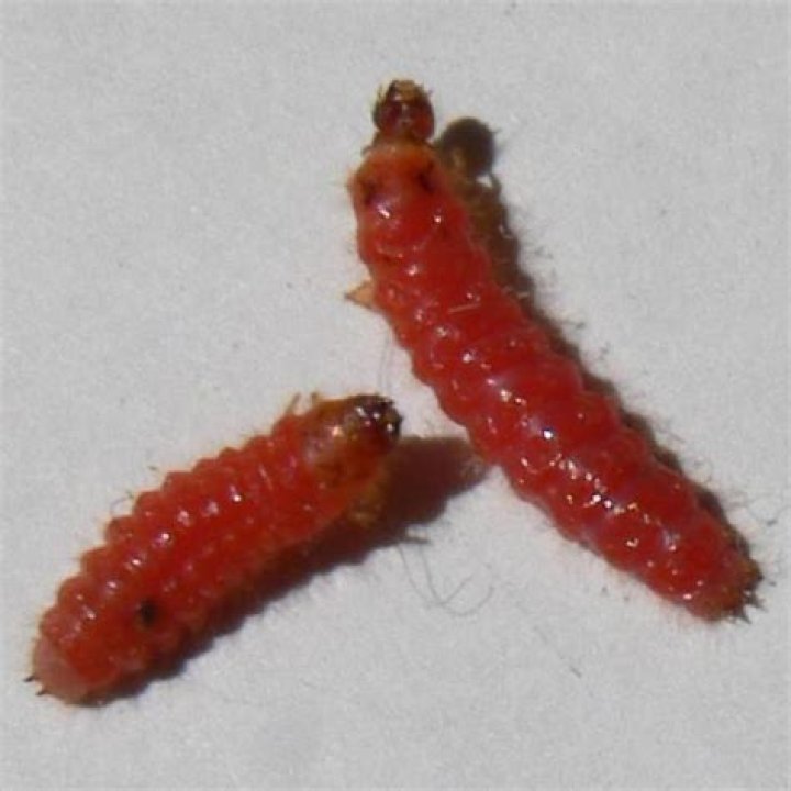 What insect has red larvae
