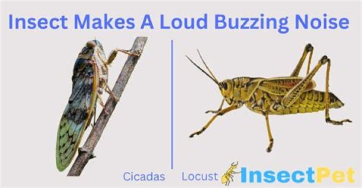 What insect makes a loud buzzing noise UK
