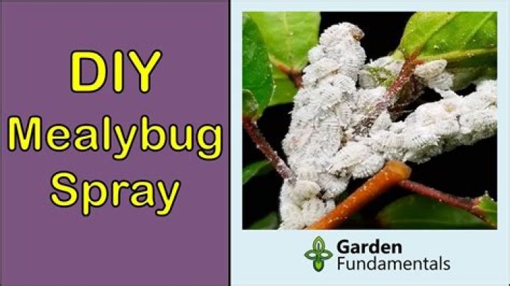 what insecticide kills mealybugs