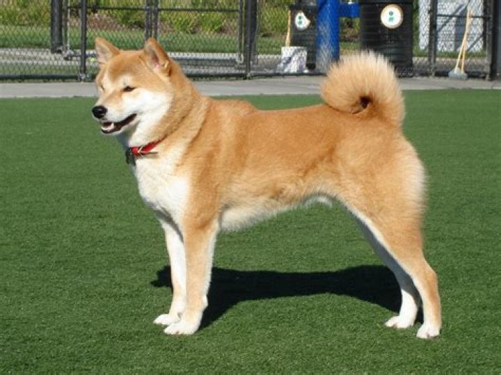 What is a big Shiba called?