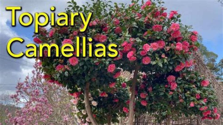 What is a camellia bush
