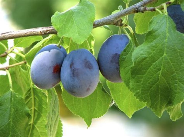 What is a damson plum tree