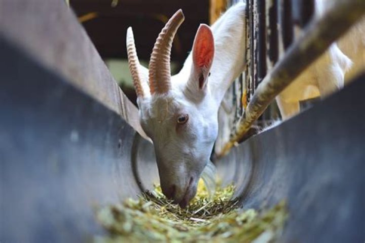 What is a good grain mix for goats?