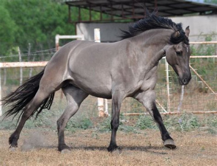 what is a grulla horse