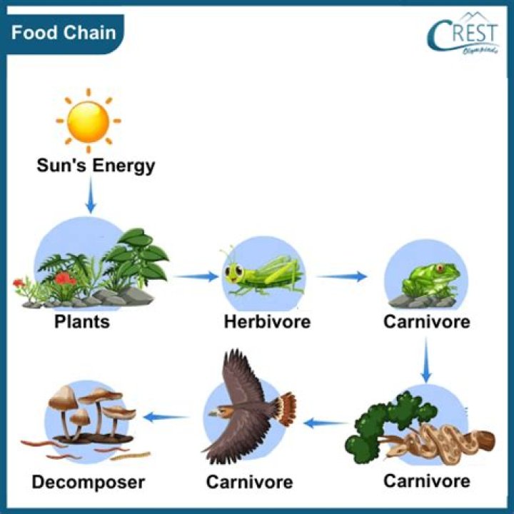 What is a herbivore in a food chain