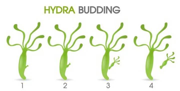What is a hydra budding