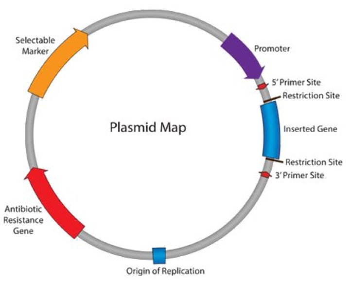 what is a plasmid