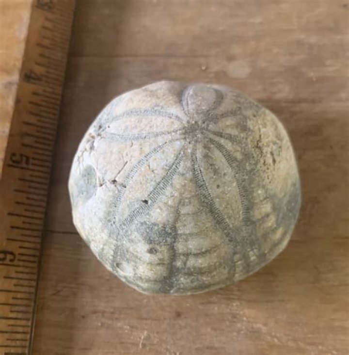 What is a Seabiscuit shell