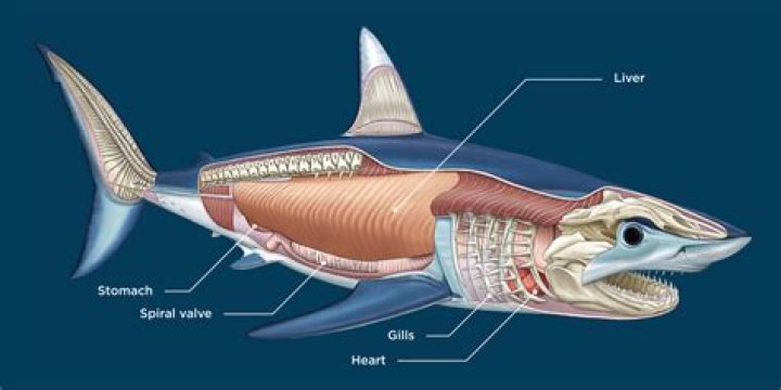 What is a shark's body covering?