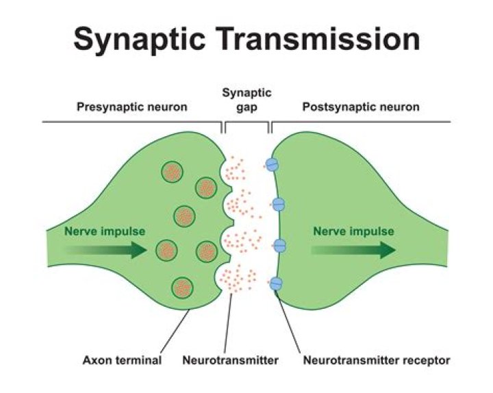 what is a synapse