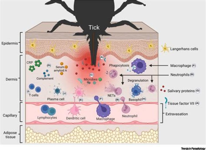 What is a tick box approach?