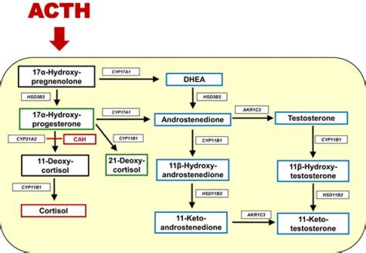 What is ACTH deficiency? | ContextResponse.com