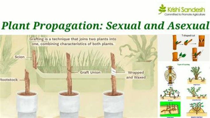 What is asexual plant propagation