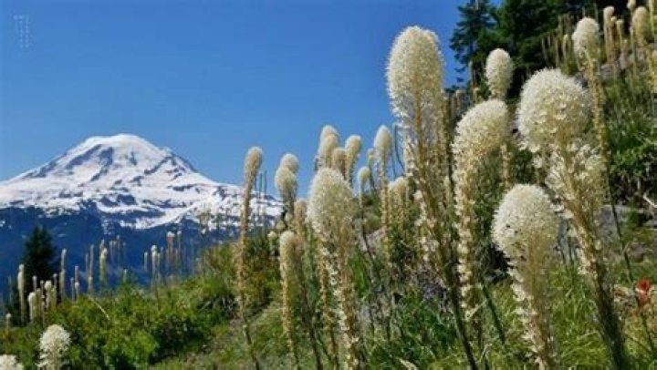 What is Bear Grass used for