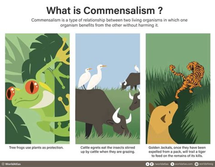 what is commensalism