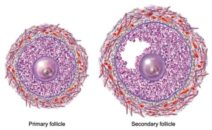 What is different between a primary follicle and secondary follicle in a microscope slide