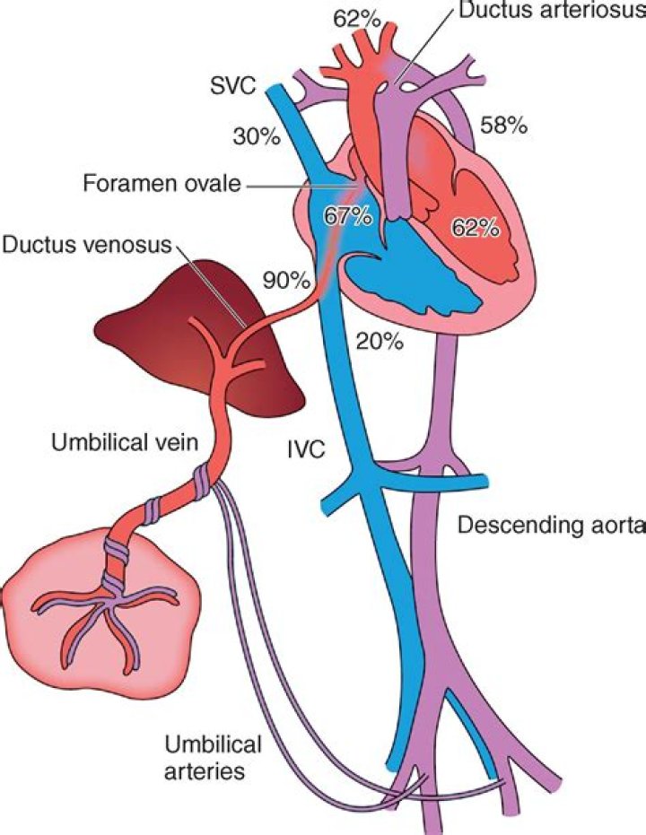 What is ductus venosus flow