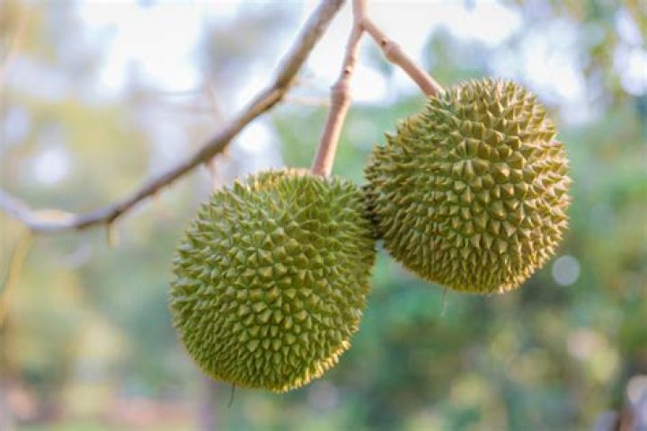 what is durian