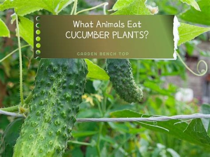 What is eating my cucumber plants