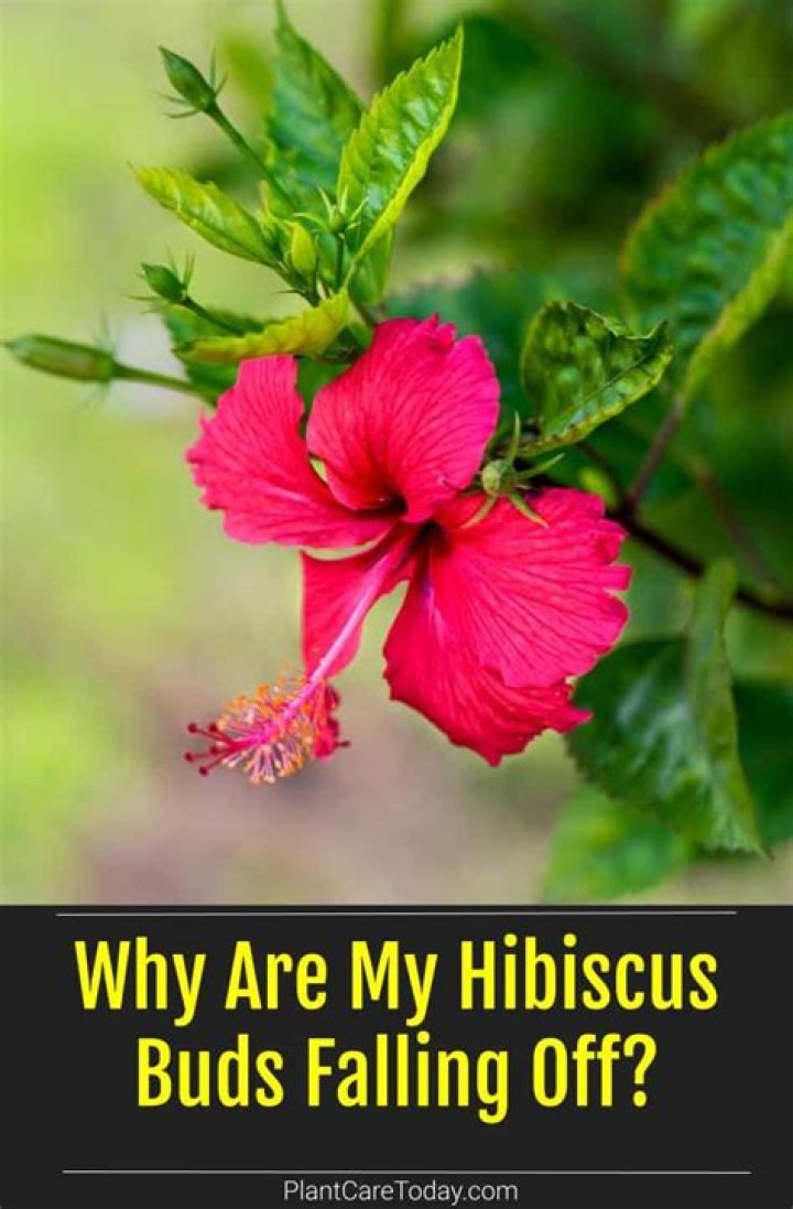 What is eating the buds off my hibiscus