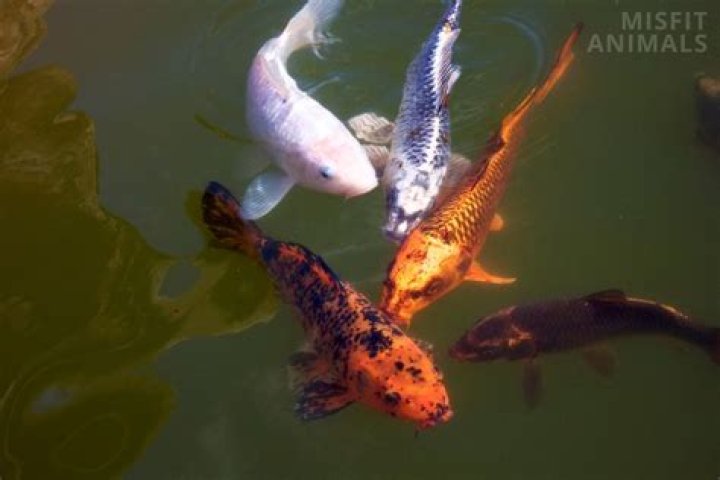 What is eating the fish in my pond