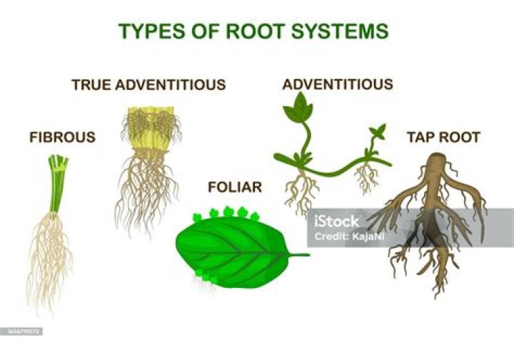 What is extraneous root example?