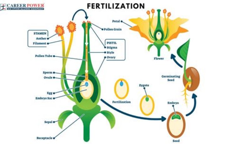 What is fertilization in a plant