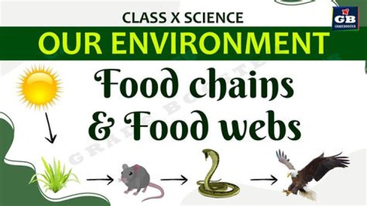 What is food chain Class 3?