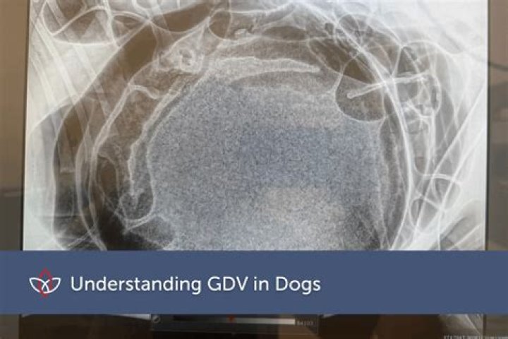 What is GDV in a dog
