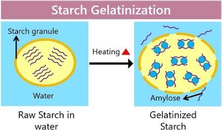 what is gelatinization