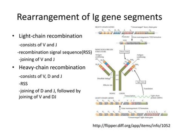What is gene rearrangement