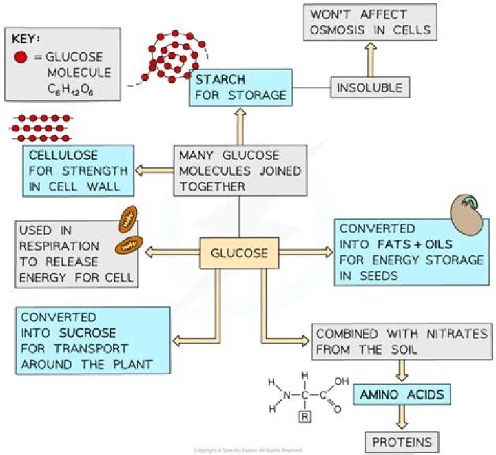What is glucose Cytosis
