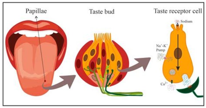 ,What is gustatory and examples?,Gustatory Imagery Examples: Blood oozing out of split lip. Chlorine