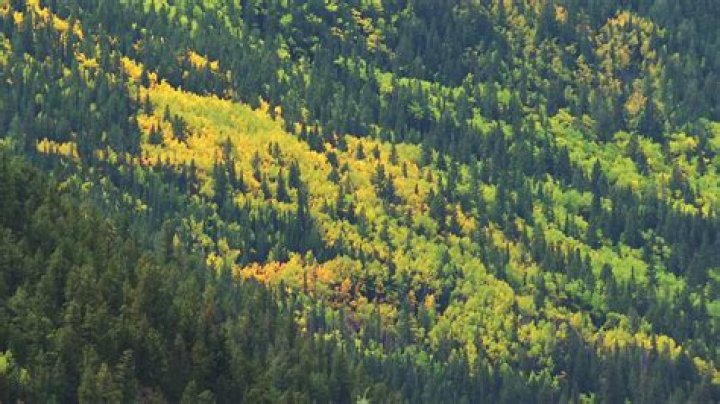 What is heavy foliage