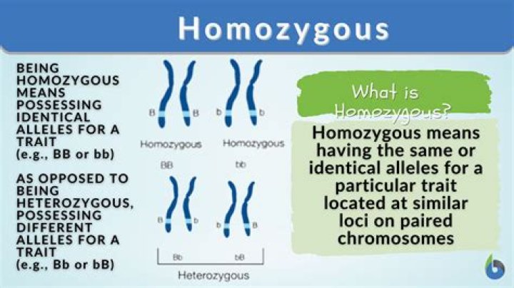 what is homozygous