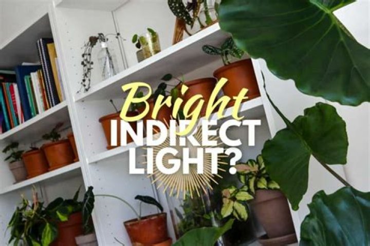 What is indirect light plants?