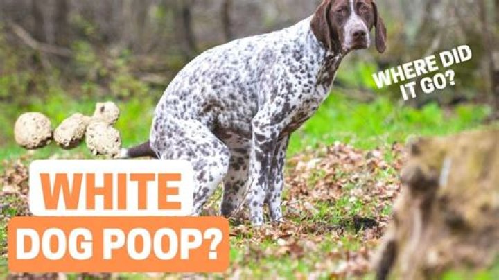What is it called when dog poop turns white