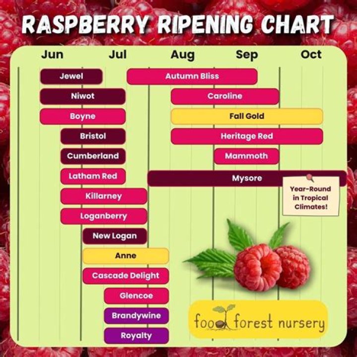What is killing my raspberries
