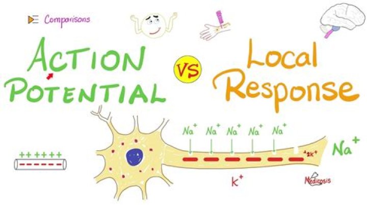 What is local response in action potential?