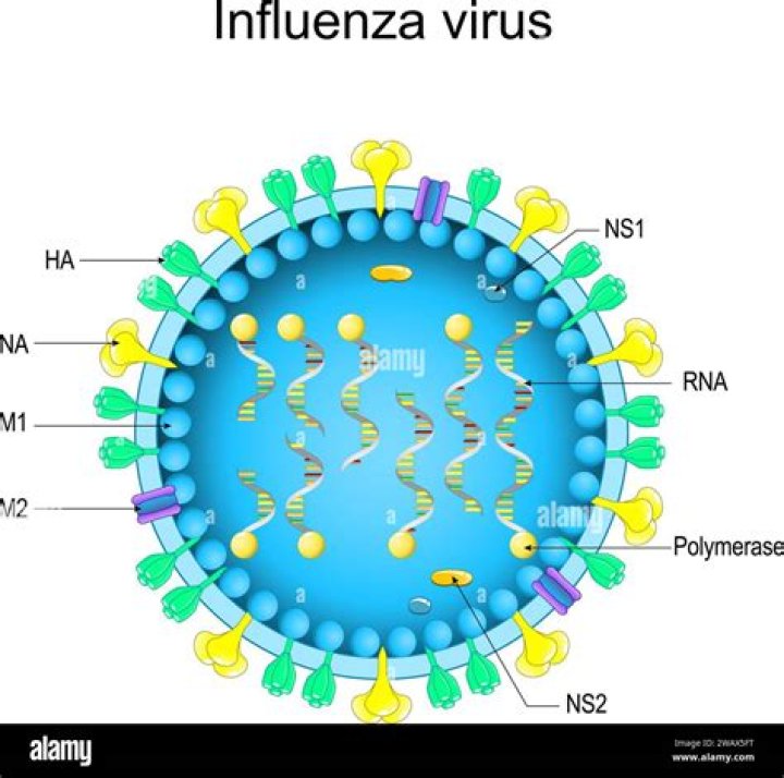 What is m2 virus