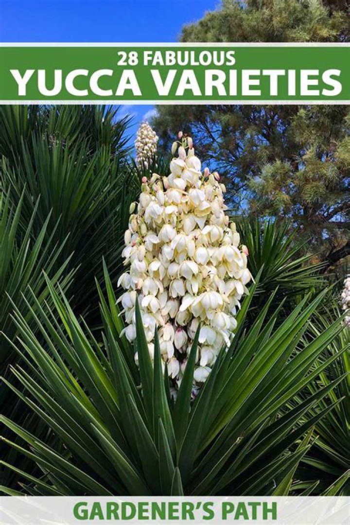What is made from the yucca plant