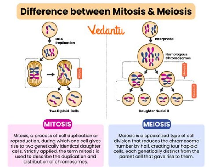 What is meiosis associated with